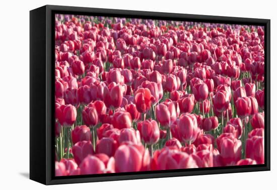 Field of Pink-Dana Styber-Framed Premier Image Canvas