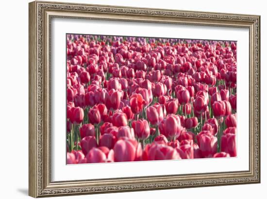 Field of Pink-Dana Styber-Framed Photographic Print