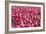 Field of Pink-Dana Styber-Framed Photographic Print