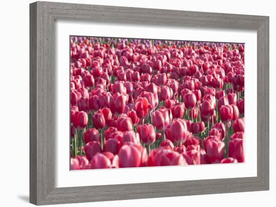 Field of Pink-Dana Styber-Framed Photographic Print