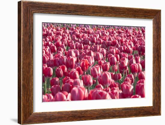 Field of Pink-Dana Styber-Framed Photographic Print