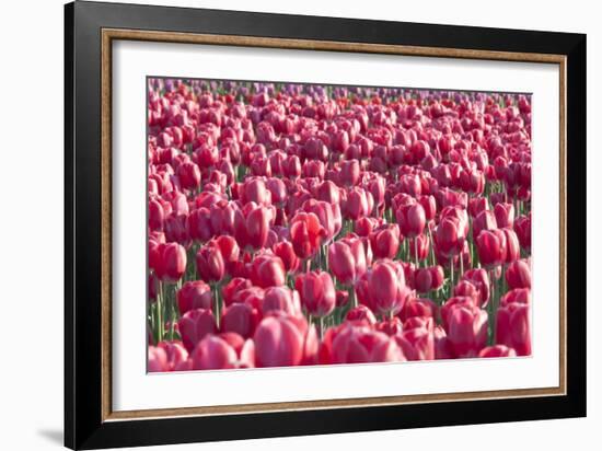 Field of Pink-Dana Styber-Framed Photographic Print