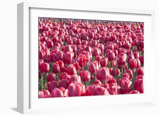 Field of Pink-Dana Styber-Framed Photographic Print