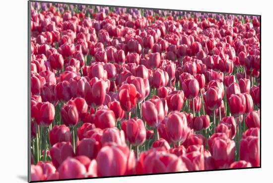 Field of Pink-Dana Styber-Mounted Photographic Print