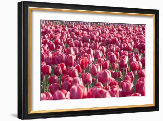 Field of Pink-Dana Styber-Framed Photographic Print