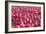 Field of Pink-Dana Styber-Framed Photographic Print