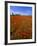 Field of Poppies and Barn, Near Montepulciano, Tuscany, Italy-Lee Frost-Framed Photographic Print