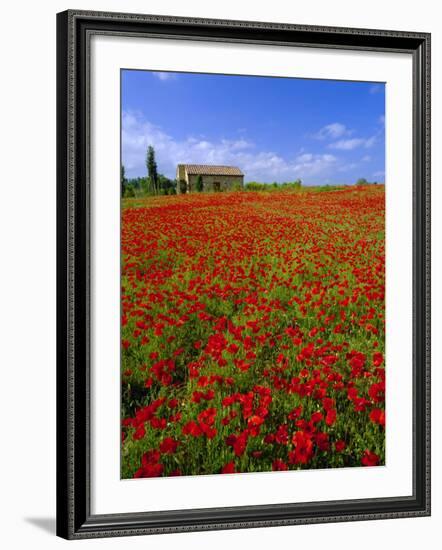 Field of Poppies and Barn, Near Montepulciano, Tuscany, Italy-Lee Frost-Framed Photographic Print