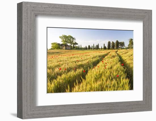 Field of Poppies and Old Abandoned Farmhouse, Tuscany, Italy-Peter Adams-Framed Photographic Print