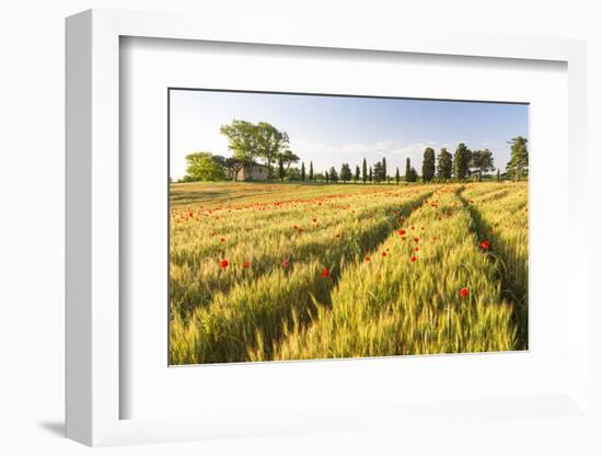 Field of Poppies and Old Abandoned Farmhouse, Tuscany, Italy-Peter Adams-Framed Photographic Print