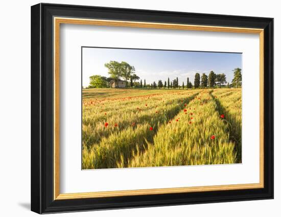 Field of Poppies and Old Abandoned Farmhouse, Tuscany, Italy-Peter Adams-Framed Photographic Print