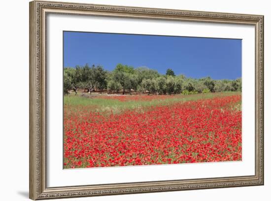 Field of Poppies and Olive Trees, Valle D'Itria, Bari District, Puglia, Italy, Europe-Markus Lange-Framed Photographic Print