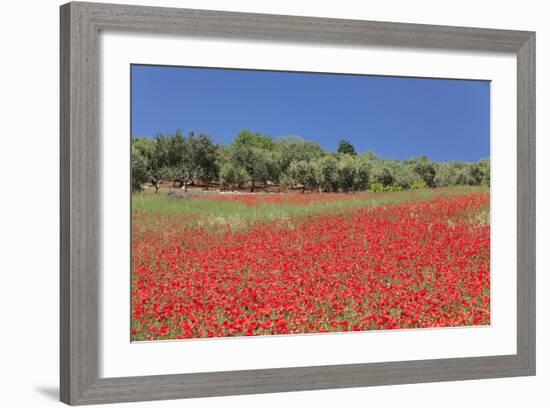 Field of Poppies and Olive Trees, Valle D'Itria, Bari District, Puglia, Italy, Europe-Markus Lange-Framed Photographic Print