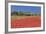 Field of Poppies and Olive Trees, Valle D'Itria, Bari District, Puglia, Italy, Europe-Markus Lange-Framed Photographic Print