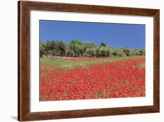 Field of Poppies and Olive Trees, Valle D'Itria, Bari District, Puglia, Italy, Europe-Markus Lange-Framed Photographic Print