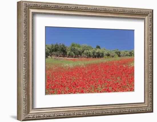 Field of Poppies and Olive Trees, Valle D'Itria, Bari District, Puglia, Italy, Europe-Markus Lange-Framed Photographic Print