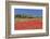 Field of Poppies and Olive Trees, Valle D'Itria, Bari District, Puglia, Italy, Europe-Markus Lange-Framed Photographic Print