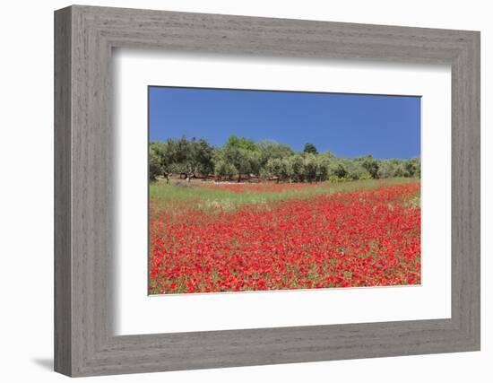 Field of Poppies and Olive Trees, Valle D'Itria, Bari District, Puglia, Italy, Europe-Markus Lange-Framed Photographic Print