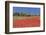 Field of Poppies and Olive Trees, Valle D'Itria, Bari District, Puglia, Italy, Europe-Markus Lange-Framed Photographic Print