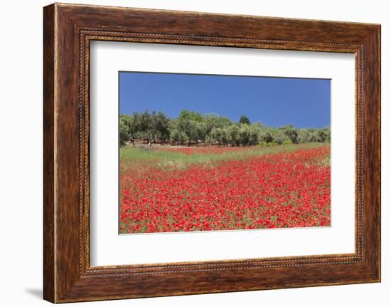 Field of Poppies and Olive Trees, Valle D'Itria, Bari District, Puglia, Italy, Europe-Markus Lange-Framed Photographic Print