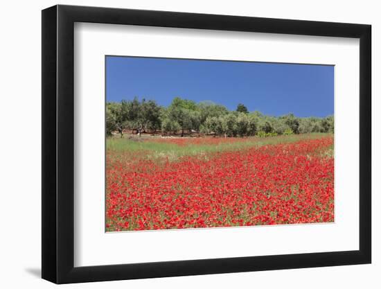 Field of Poppies and Olive Trees, Valle D'Itria, Bari District, Puglia, Italy, Europe-Markus Lange-Framed Photographic Print