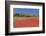 Field of Poppies and Olive Trees, Valle D'Itria, Bari District, Puglia, Italy, Europe-Markus Lange-Framed Photographic Print