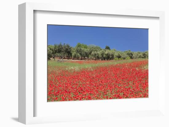 Field of Poppies and Olive Trees, Valle D'Itria, Bari District, Puglia, Italy, Europe-Markus Lange-Framed Photographic Print