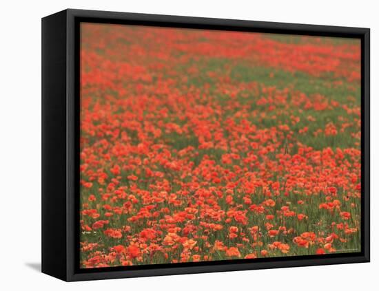 Field of Poppies, Burgenland, Austria-Walter Bibikow-Framed Premier Image Canvas