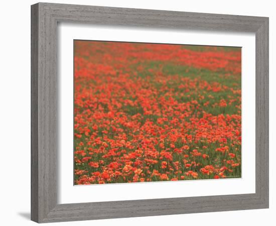 Field of Poppies, Burgenland, Austria-Walter Bibikow-Framed Photographic Print