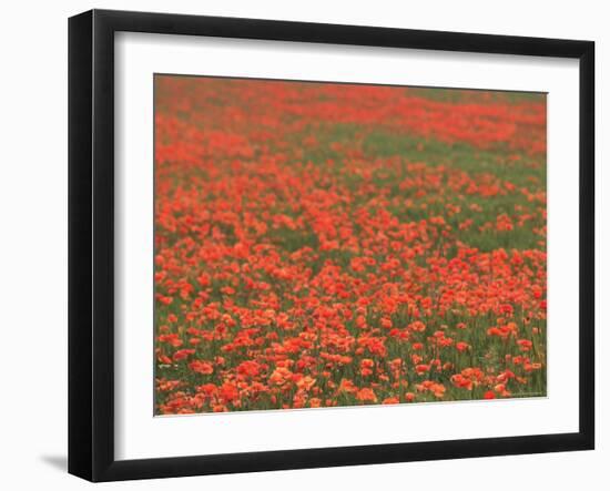 Field of Poppies, Burgenland, Austria-Walter Bibikow-Framed Photographic Print