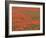 Field of Poppies, Burgenland, Austria-Walter Bibikow-Framed Photographic Print