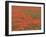 Field of Poppies, Burgenland, Austria-Walter Bibikow-Framed Photographic Print