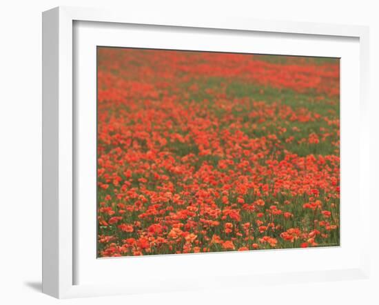 Field of Poppies, Burgenland, Austria-Walter Bibikow-Framed Photographic Print