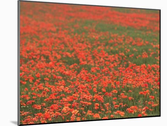 Field of Poppies, Burgenland, Austria-Walter Bibikow-Mounted Photographic Print