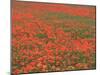 Field of Poppies, Burgenland, Austria-Walter Bibikow-Mounted Photographic Print