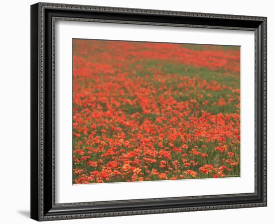 Field of Poppies, Burgenland, Austria-Walter Bibikow-Framed Photographic Print