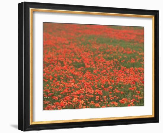 Field of Poppies, Burgenland, Austria-Walter Bibikow-Framed Photographic Print