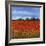 Field of Poppies II-Tim OToole-Framed Art Print