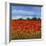 Field of Poppies II-Tim OToole-Framed Art Print