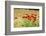 Field of poppies-Jim Engelbrecht-Framed Photographic Print