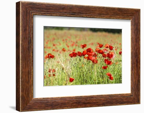 Field of poppies-Jim Engelbrecht-Framed Photographic Print