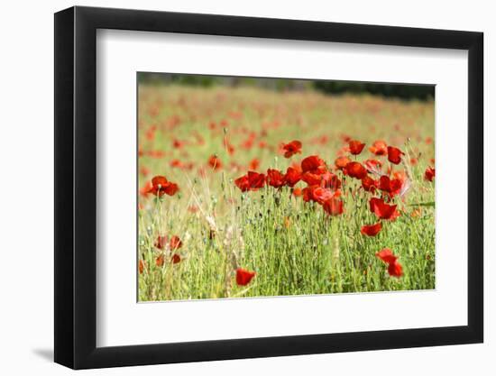 Field of poppies-Jim Engelbrecht-Framed Photographic Print