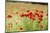 Field of poppies-Jim Engelbrecht-Mounted Photographic Print