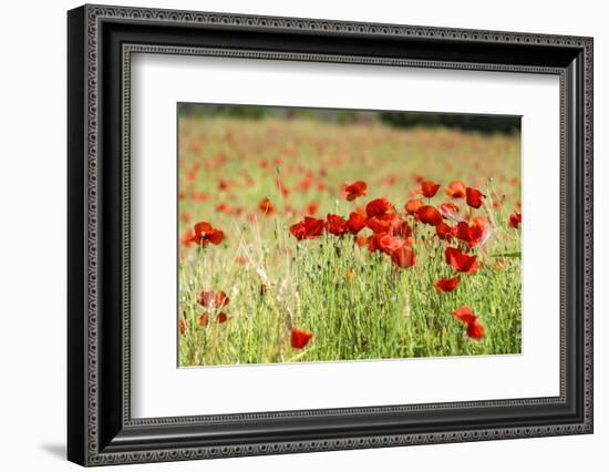 Field of poppies-Jim Engelbrecht-Framed Photographic Print