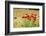 Field of poppies-Jim Engelbrecht-Framed Photographic Print