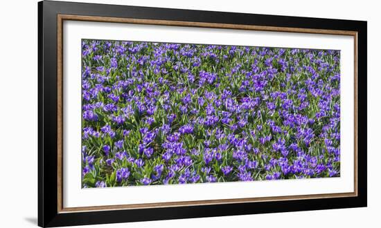 Field of Purple Crocus Flowers-Anna Miller-Framed Photographic Print