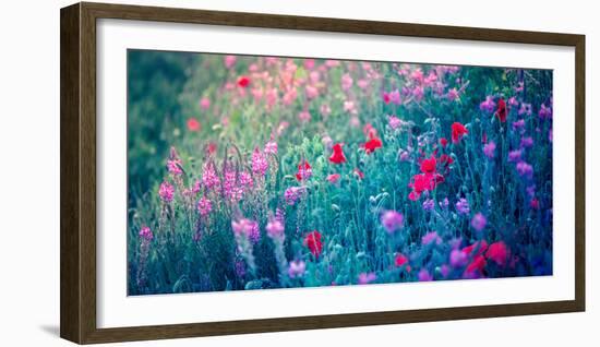 Field of Purple Flowers-Inguna Plume-Framed Photographic Print