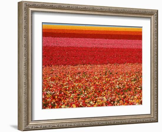 Field of Ranunculus Flowers at Carlsbad Ranch in San Diego, California-Joseph Sohm-Framed Photographic Print