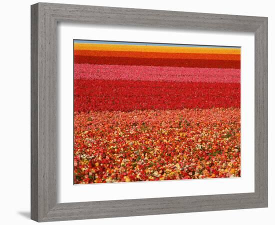 Field of Ranunculus Flowers at Carlsbad Ranch in San Diego, California-Joseph Sohm-Framed Photographic Print