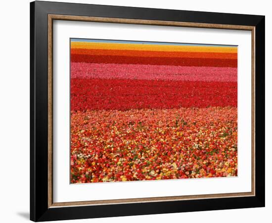 Field of Ranunculus Flowers at Carlsbad Ranch in San Diego, California-Joseph Sohm-Framed Photographic Print